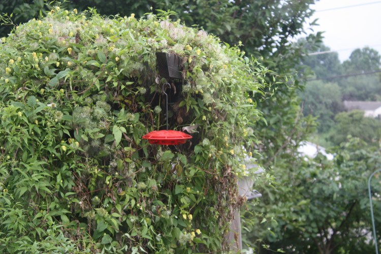 IMG_0371 - Copy - Copy