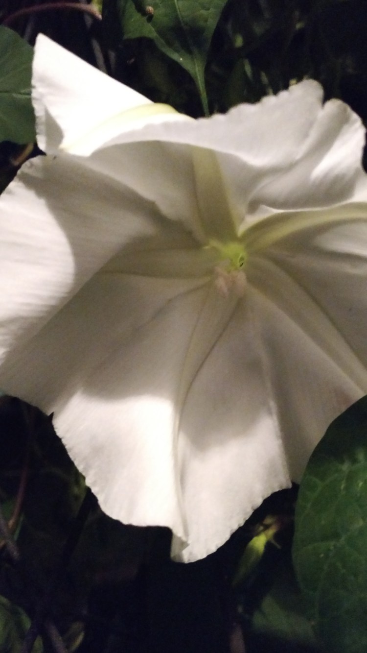 IMG_20180919_213155557