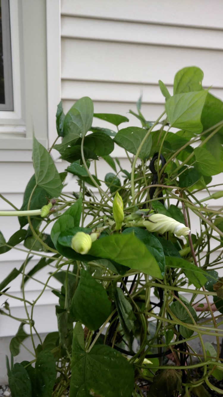 IMG_20180921_081210581