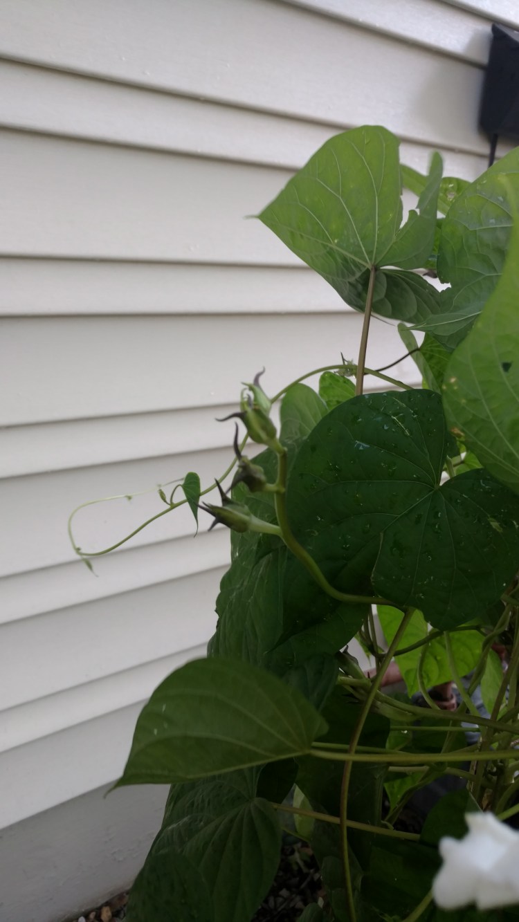 IMG_20180921_081219401